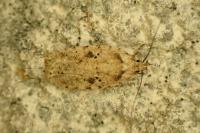 Agonopterix arenella