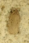 Agonopterix