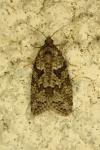 Cnephasia