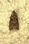 Cnephasia