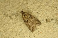 Cnephasia