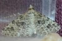 Alucita hexadactyla/bidentata