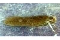 Helcystogramma triannulella