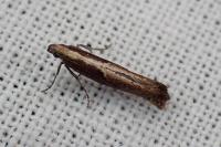 Acrolepiopsis vesperella