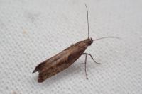 Acrolepiopsis vesperella