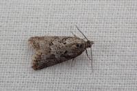 Cnephasia