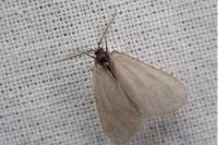 Rebelia plumella surientella