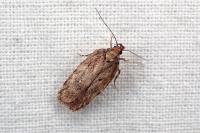 Depressaria albipunctella