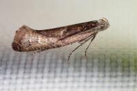 Acrolepiopsis vesperella