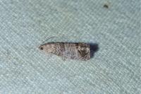 Cydia pomonella