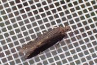 Oxypteryx immaculatella