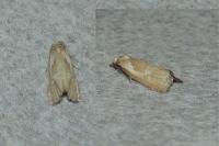 Phtheochroa inopiana