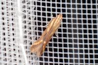 Metzneria aprilella