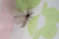 Rebelia plumella surientella