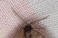 Rebelia plumella surientella