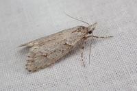 Diurnea fagella