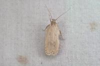 Agonopterix