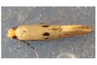 Tinea trinotella