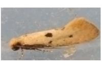 Tinea trinotella