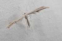 Emmelina monodactyla