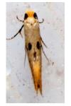 Tinea trinotella