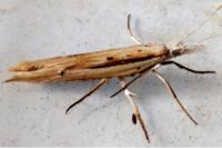 Ypsolopha mucronella