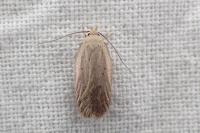 Agonopterix