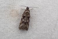 Cnephasia cupressivorana