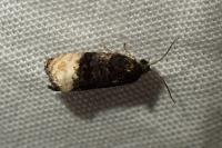 Metendothenia atropunctana
