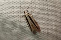 Mirificarma interrupta