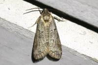 Cnephasia