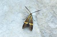 Nemophora degeerella