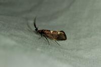 Incurvaria masculella