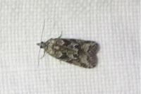 Cnephasia