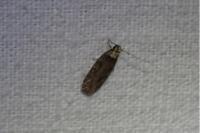 Depressaria