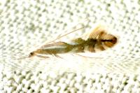 Phyllonorycter