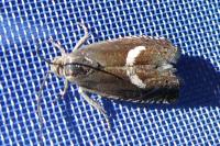 Grapholita lunulana