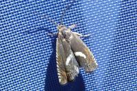 Grapholita lunulana