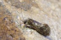 Dyseriocrania subpurpurella