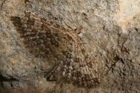 Alucita cymatodactyla