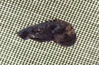 Coleophora anatipennella