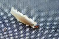 Coleophora