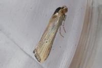 Cochylimorpha decolorella