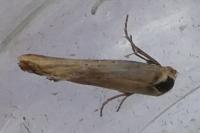 Cochylimorpha decolorella