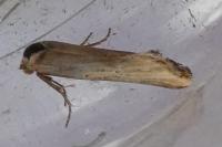 Cochylimorpha decolorella