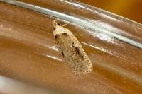 Agonopterix yeatiana