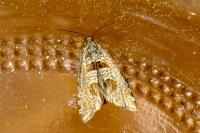 Eriopsela quadrana