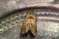 Eriopsela quadrana