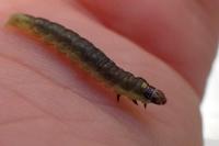 Ptycholoma lecheana