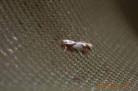 Phyllonorycter roboris